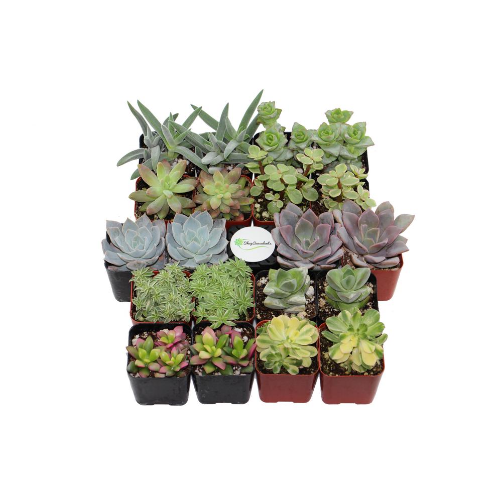 Succulents & Cactus Plants Garden Plants & Flowers The Home Depot