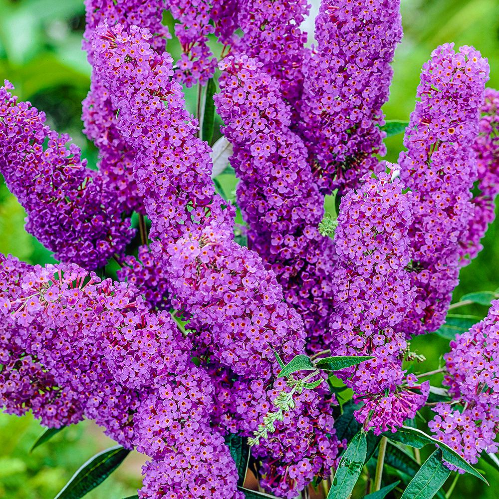 spring hill nurseries 4 in pot blue butterfly bush buddleia live purple and blue flower