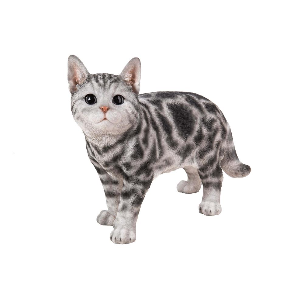 american shorthair breeders near me