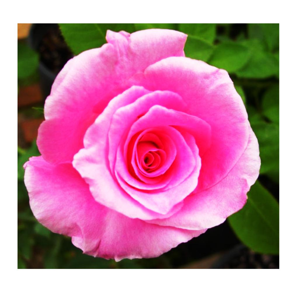 Mea Nursery Fragrant Pink Memory Hybrid Tea Rose 62022 Fragrant Pink Memory