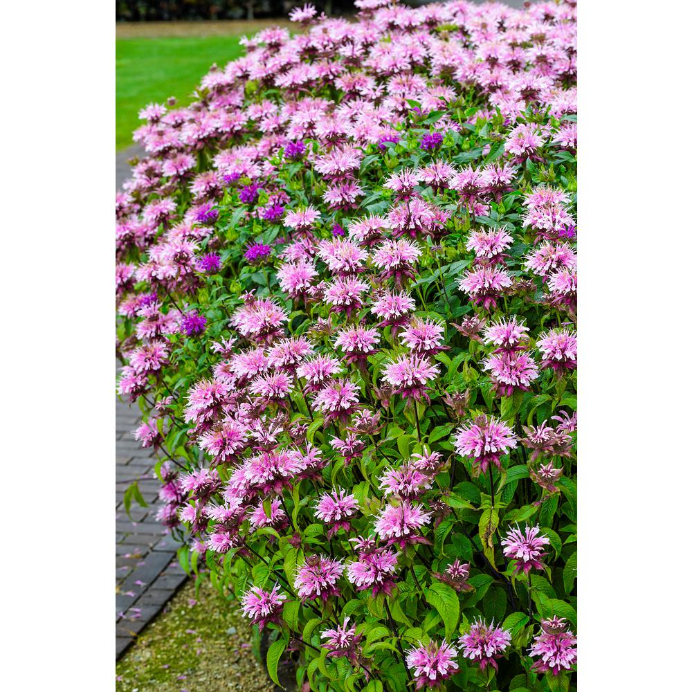 Spring Hill Nurseries 3 in. Pot Purple Bee Balm Monarda