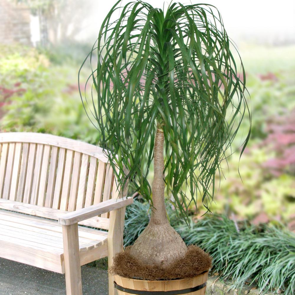 Cottage Farms Direct 5 5 In Cottage Hill Ponytail Palm Plant In