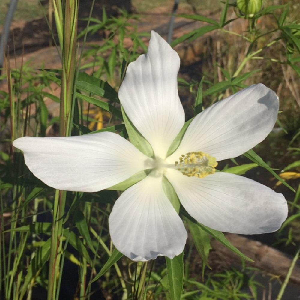 white mallow