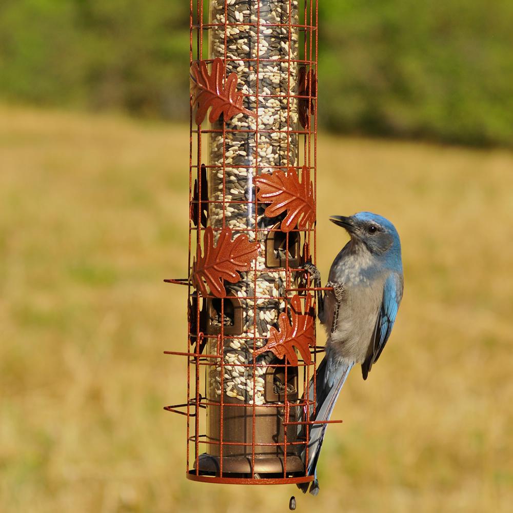 Perky Pet Squirrel Be Gone Cylinder Squirrel Proof Bird Feeder