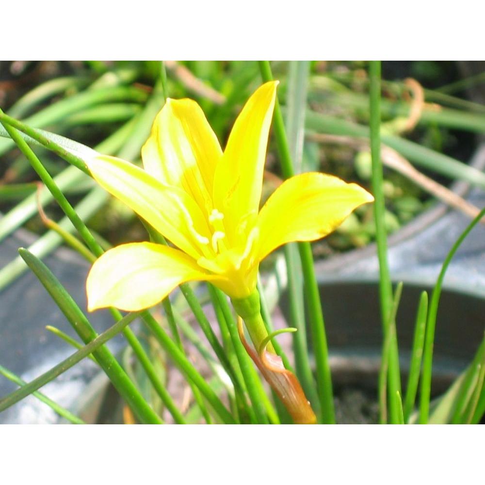 Unbranded 4 In Yellow Rain Lily Potted Bog Marginal Pond Plant Bp Yellow Rain Lily The Home Depot