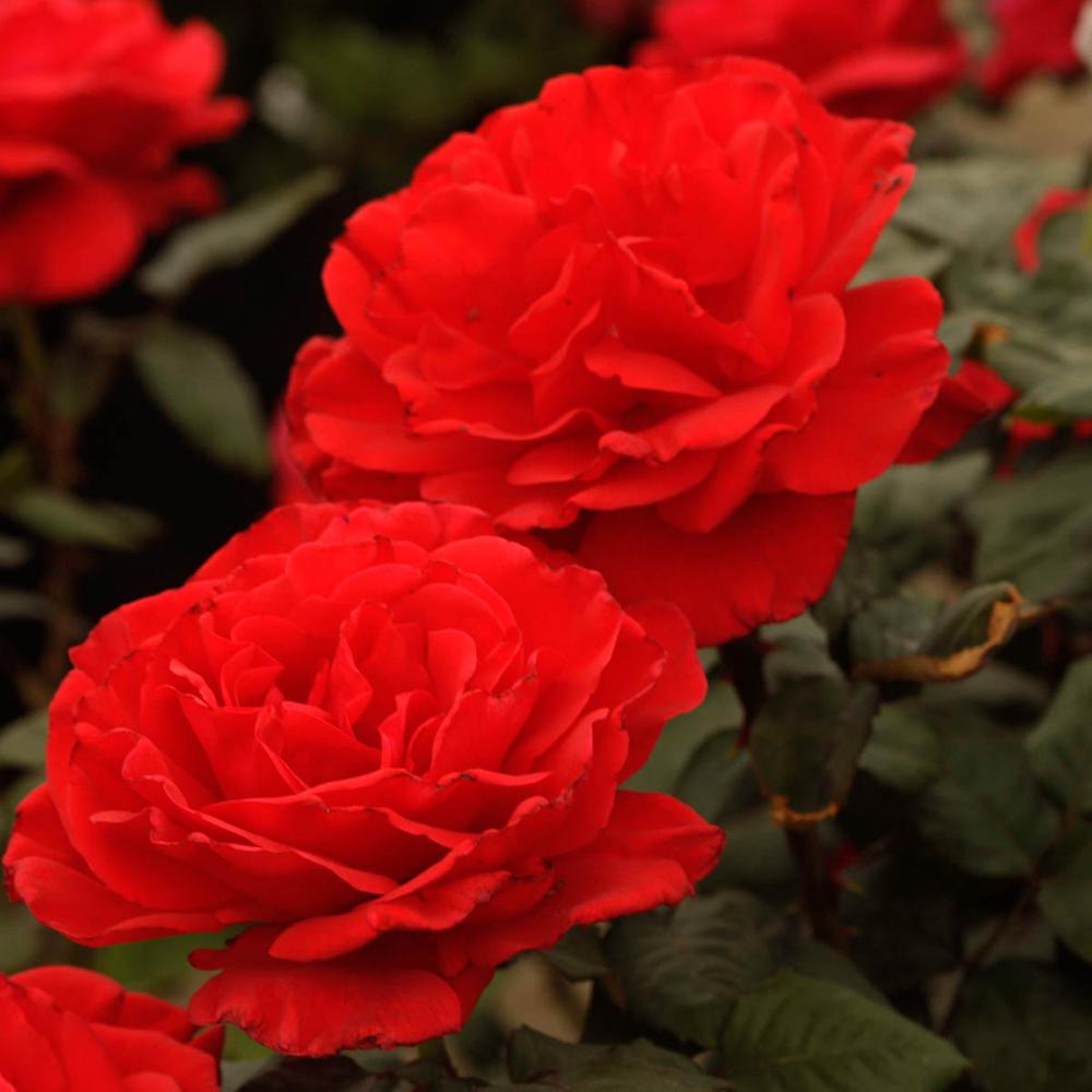 Spring Hill Nurseries Drop Dead 24 In Tall Tree Rose Live