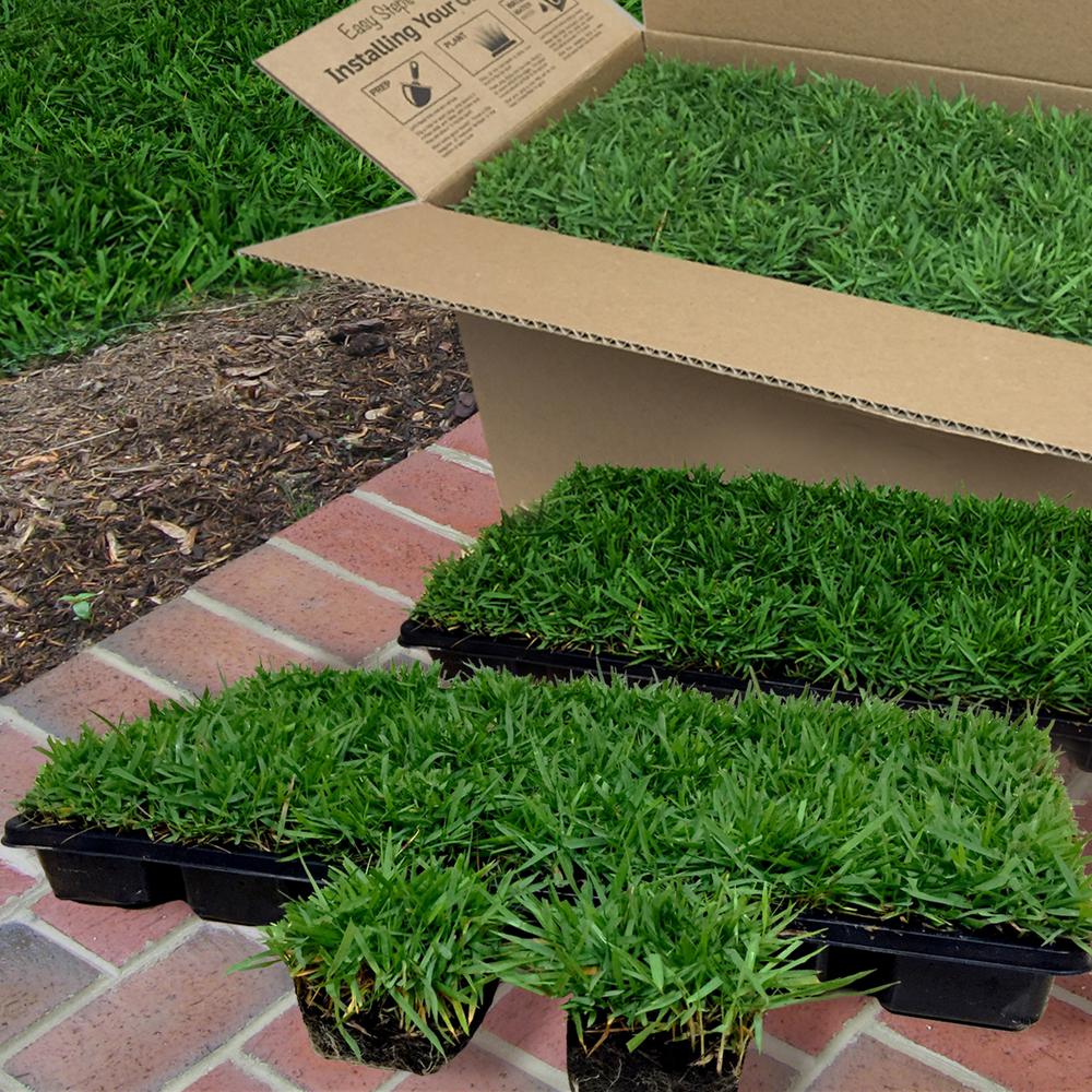 Harmony Zoysia Sod Plugs 36 Count Trays Hhzoysiatrays The Home Depot