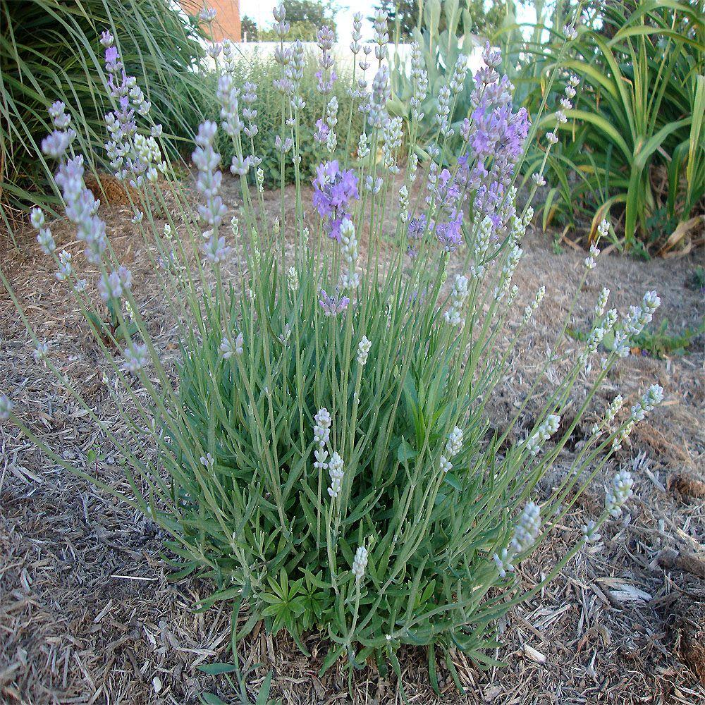 english lavender seedlings