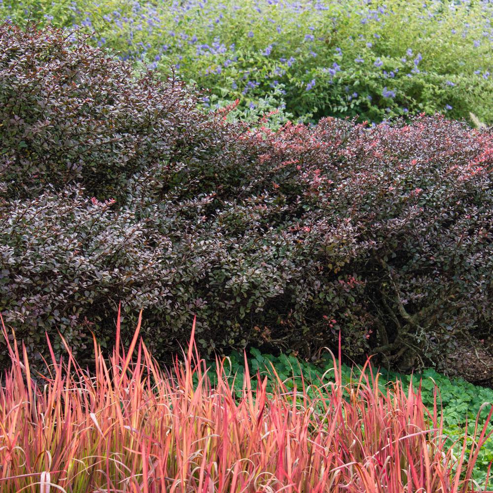 Spring Hill Nurseries 2 5 Qt Crimson Pygmy Dwarf Barberry Berberis Spring Hill Nurseries 2 5 Qt Crimson Pygmy Dwarf Barberry Berberis Live Deciduous