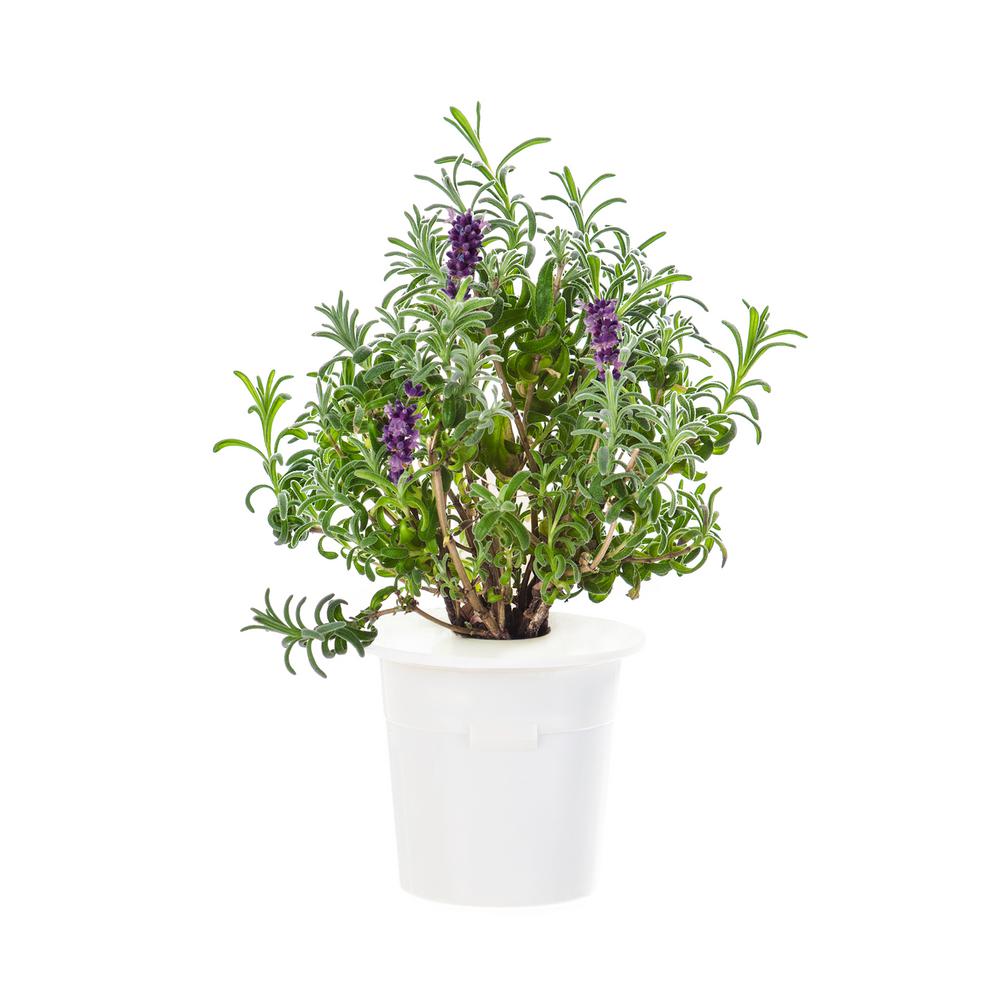 Lavender Plant Herb Plants Edible Garden The Home Depot Lavender Refill 3 Pack For Smart Herb Garden