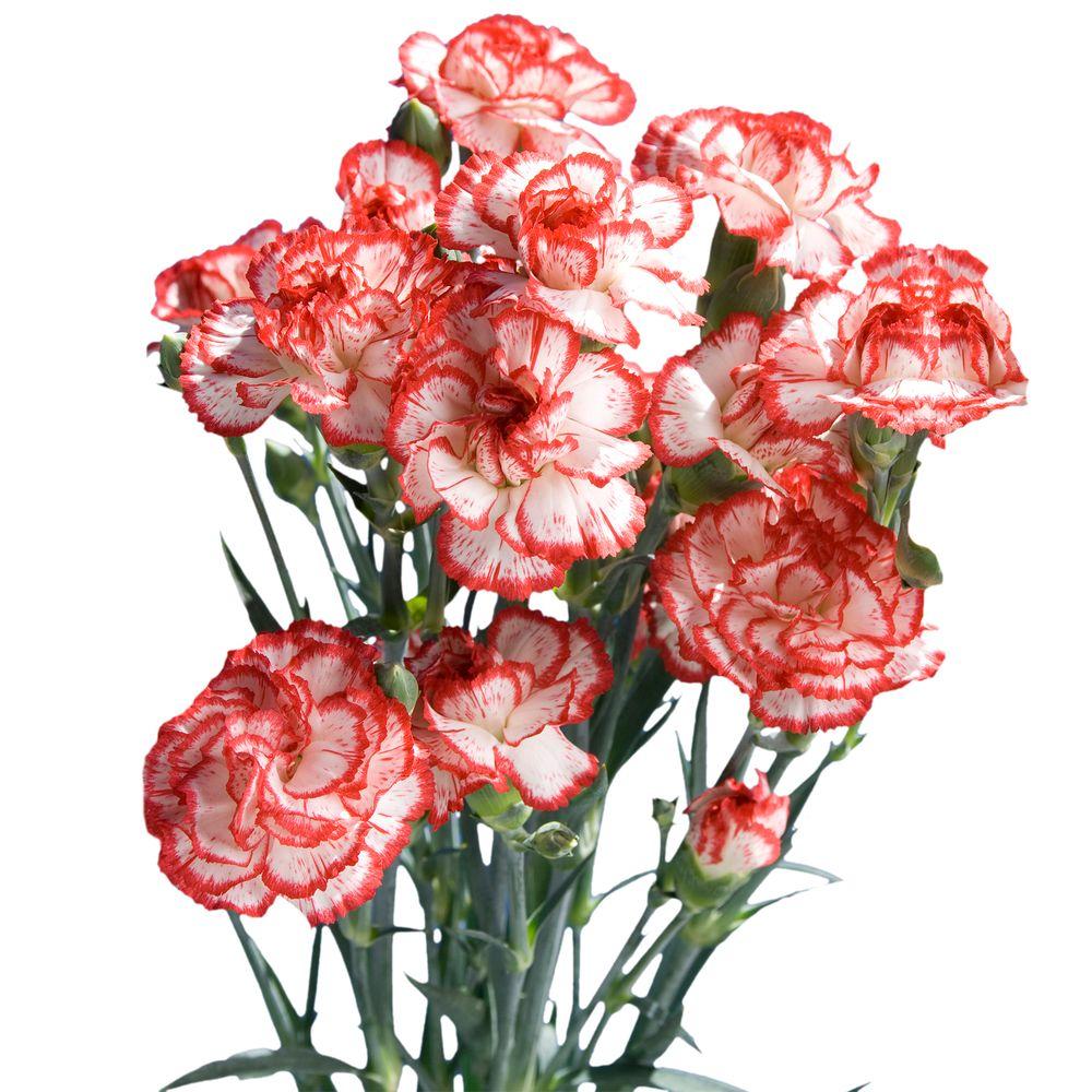 Miniature Carnation