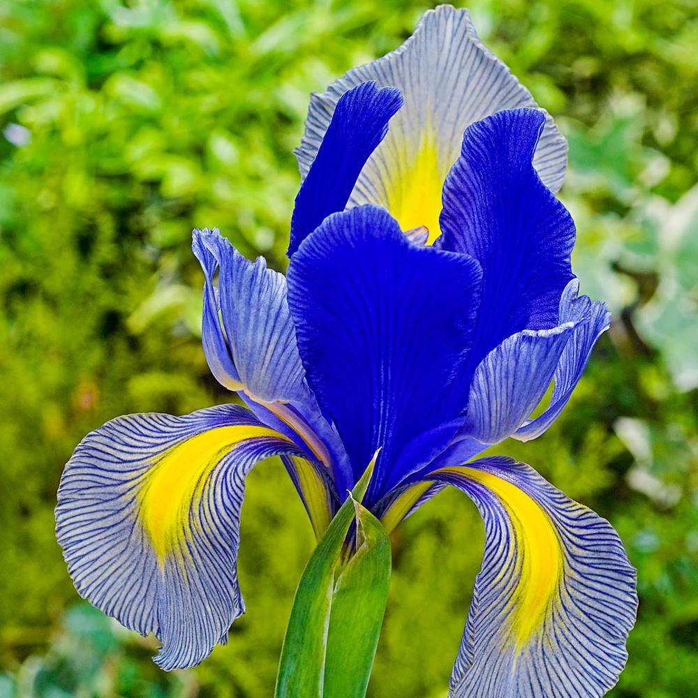 Iris 24 Flower Bulbs Garden Plants Flowers The Home Depot Gipsy Beauty Dutch Iris Bulbs
