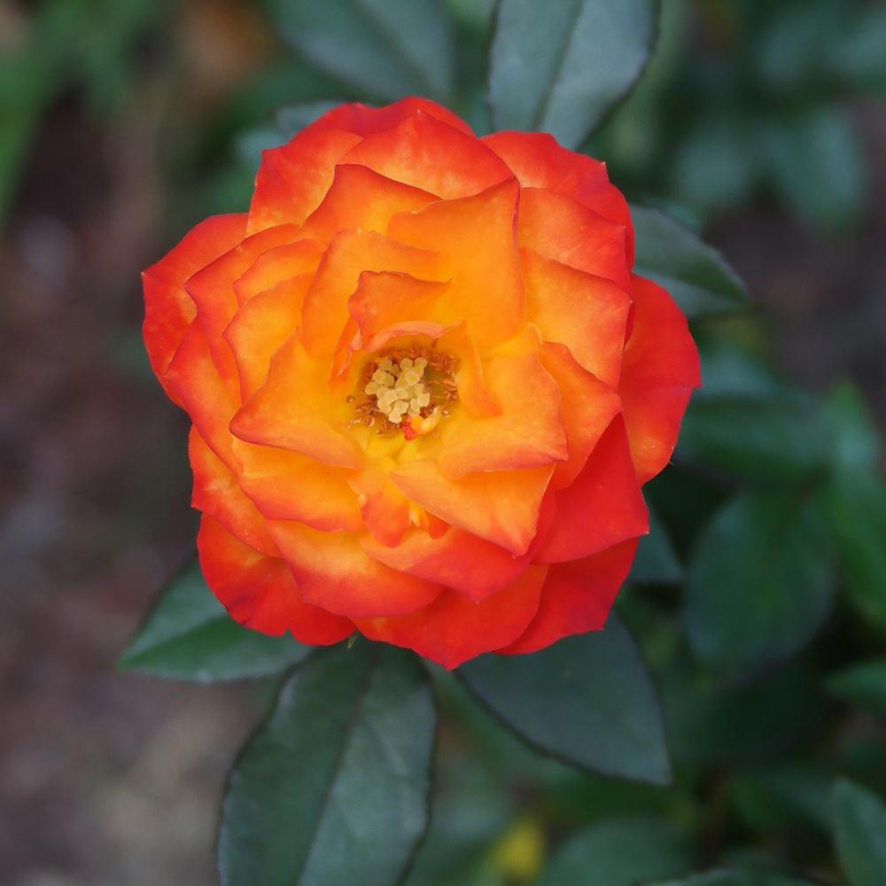 Mea Nursery All-Time Favorites Charisma Floribunda Rose with Yellow to Orange Flowers was $25.98 now $10.49 (60.0% off)
