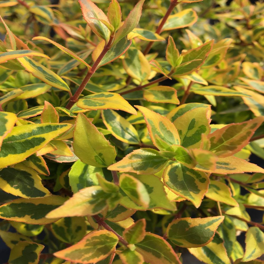 OnlinePlantCenter 3 Gal. Sunshine Daydream Abelia ShrubA6026G3 The