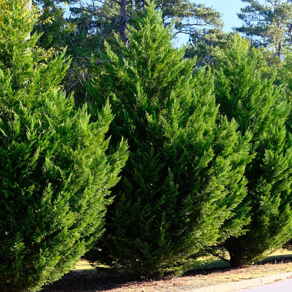 cypress leyland cyprus chiparos leylandii gal conifer pines thisoldhouse