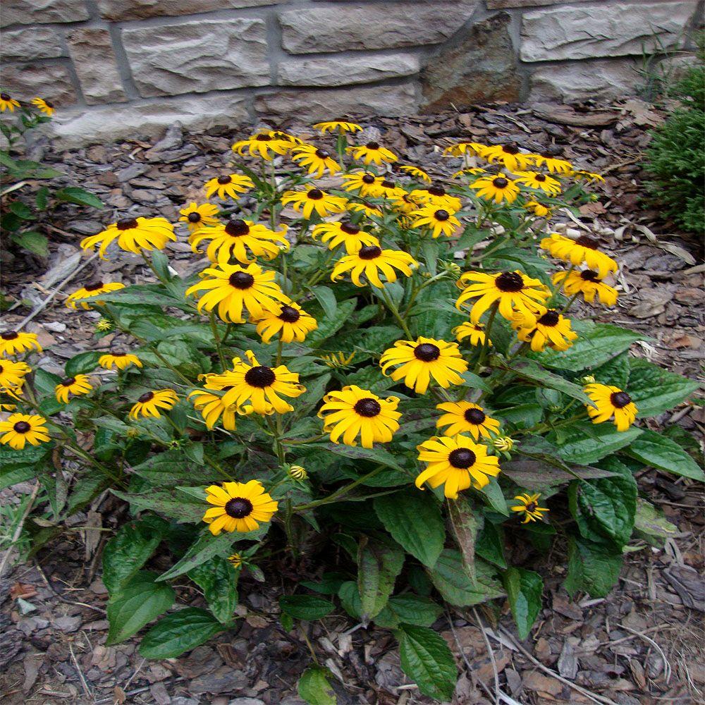 OnlinePlantCenter 1 gal. Black-Eyed Susan Plant-R002CL - The Home ...