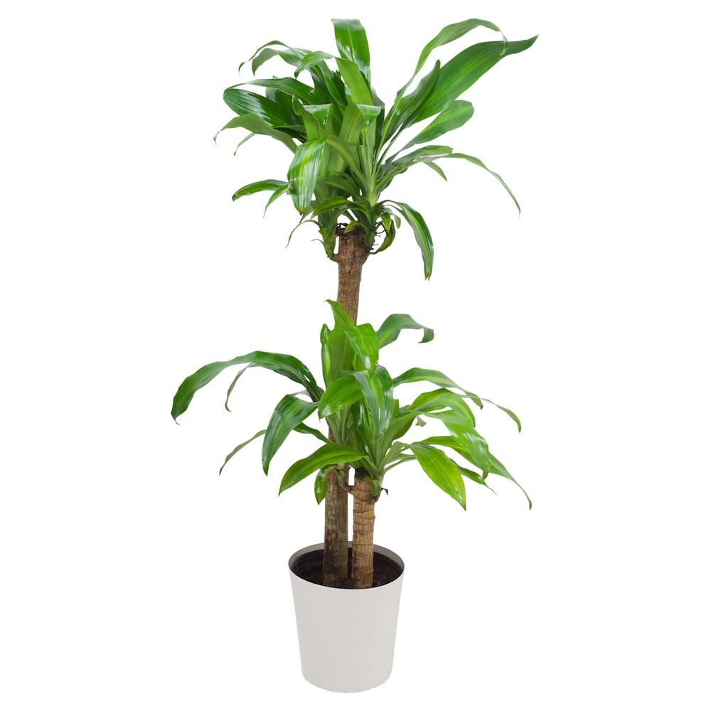 Pure Beauty Farms Dracaena Mass Cane Corn Stalk Plant in 9