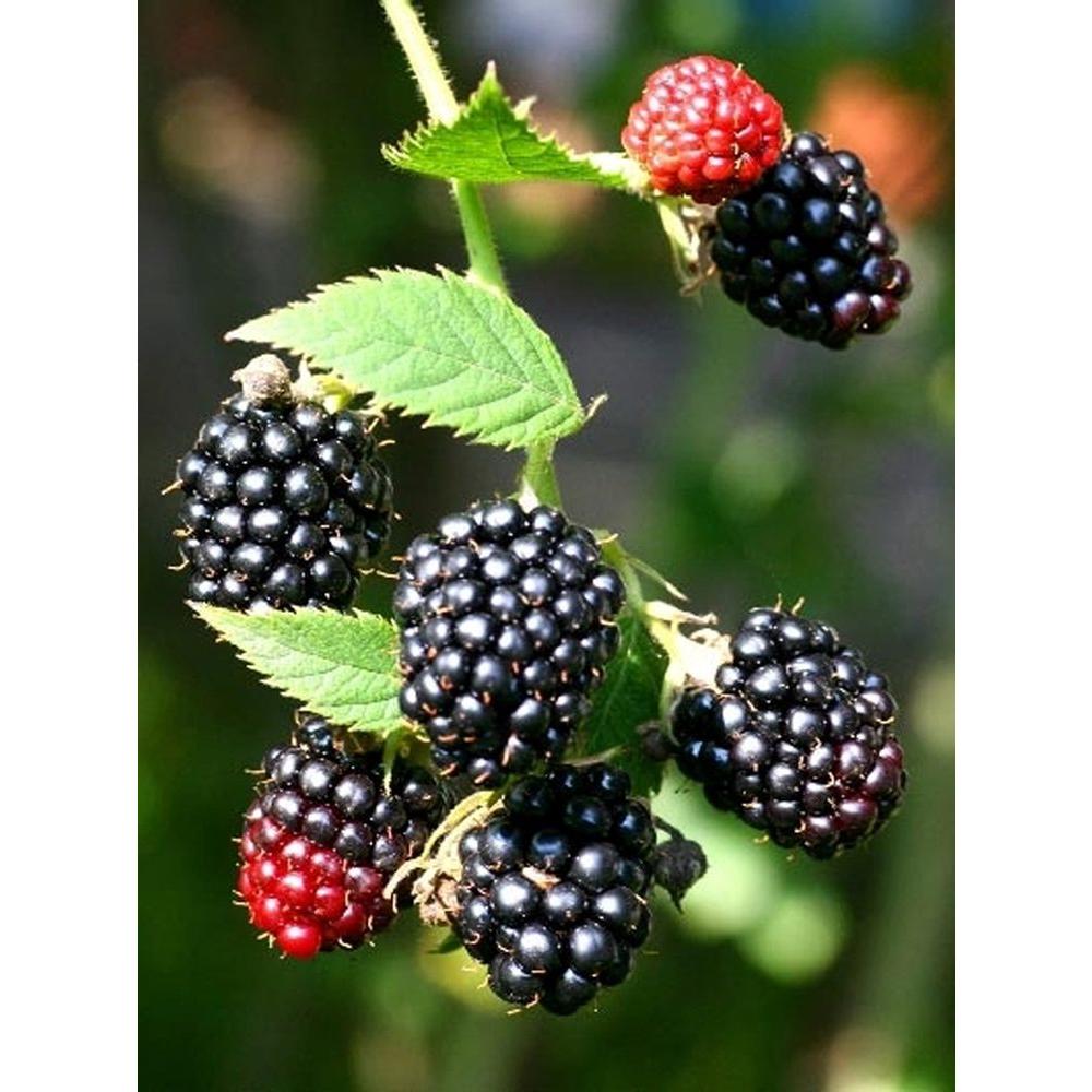 Sweet Berry Selections Black Satin Thornless Blackberry ...
