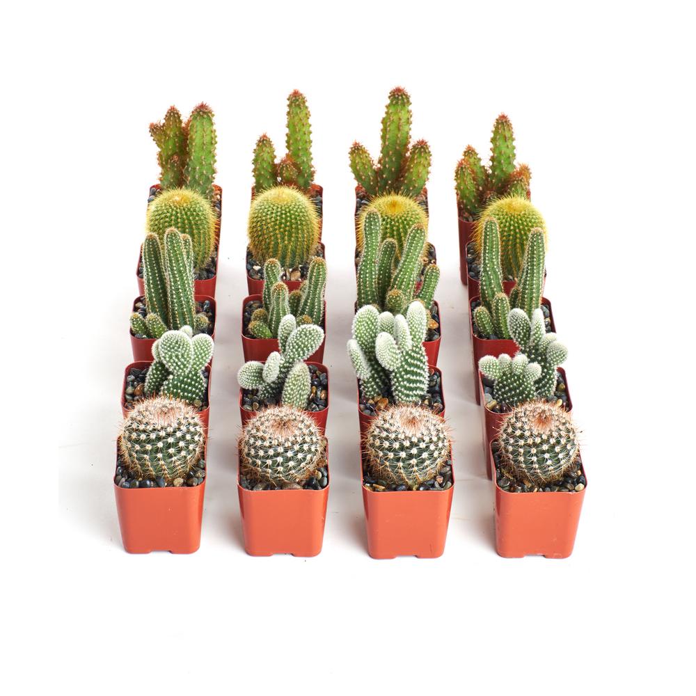 Home Botanicals 2 in. Cactus Collection(Collection of 20)C20 The Home Depot