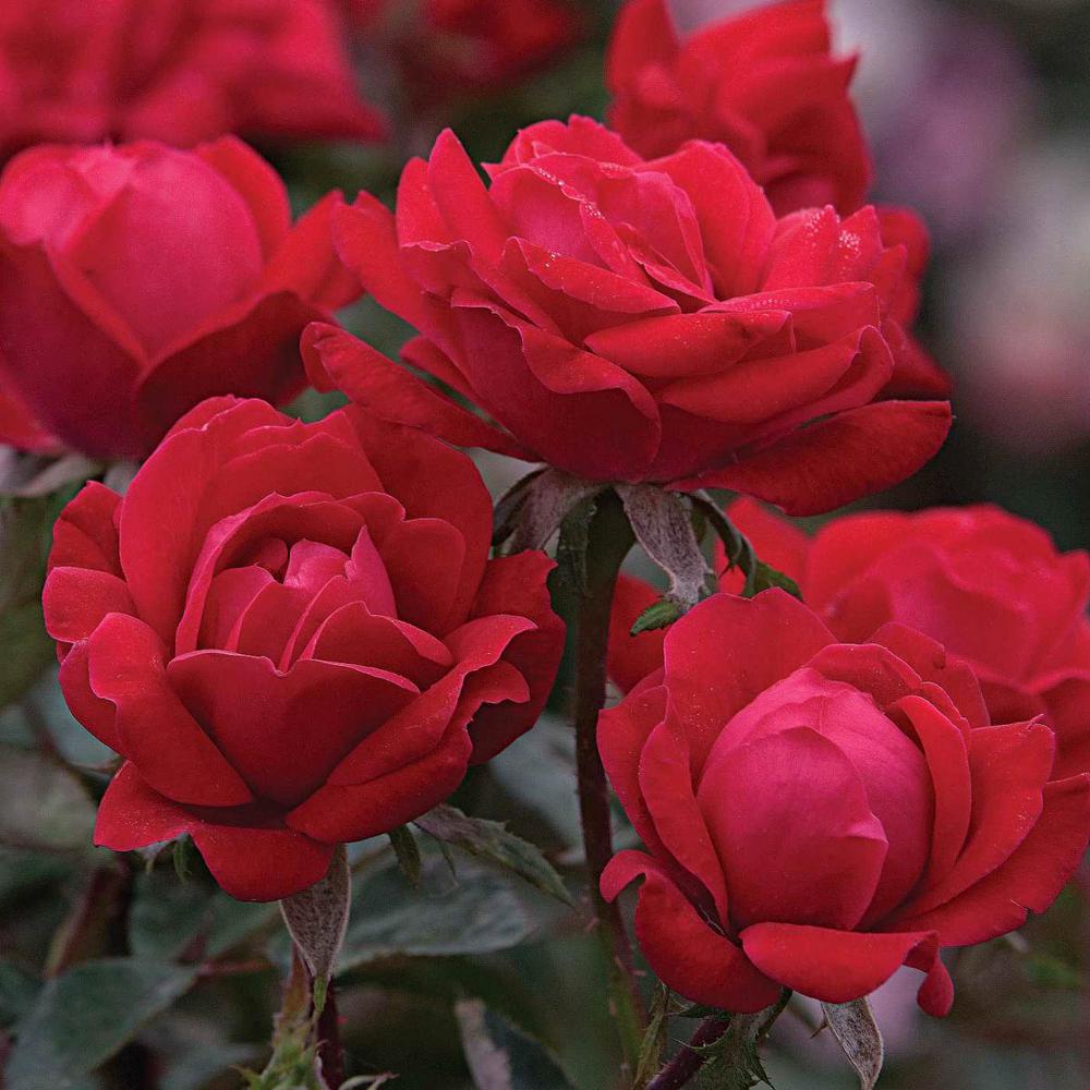 Spring Hill Nurseries Bareroot Red The Double Knock Out Rose Bush with ...