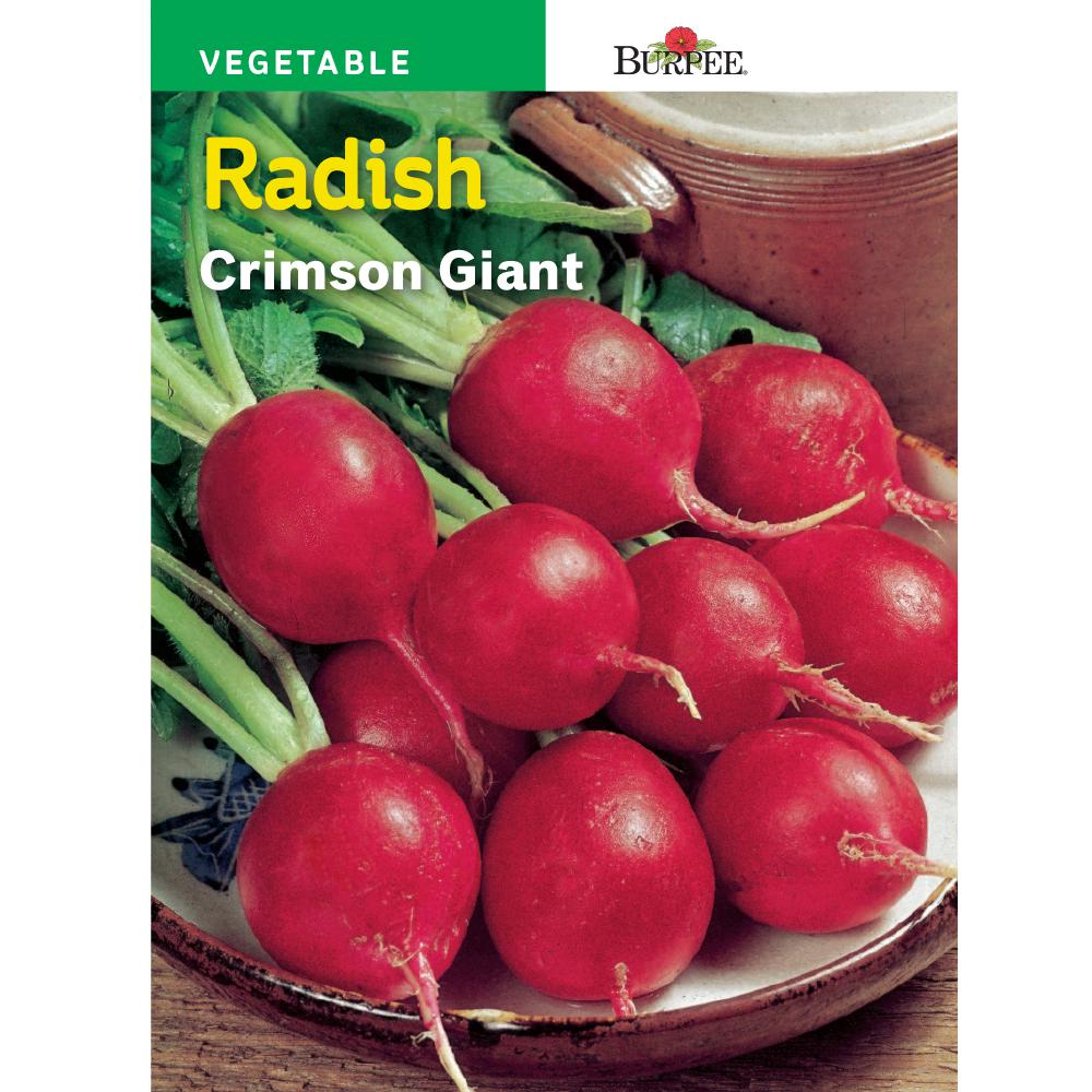 Burpee Radish Crimson Giant Seed56051 The Home Depot