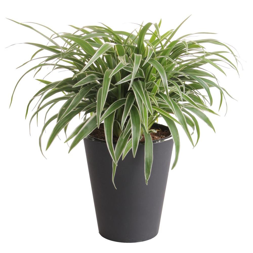 Delray Plants Aloe Vera Plant in 4 in. Pot-90408 - The Home Depot