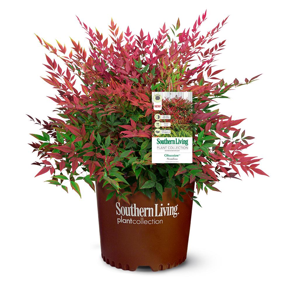 SOUTHERN LIVING Southern Living 2 Gal. Obsession Nandina Shrub with
