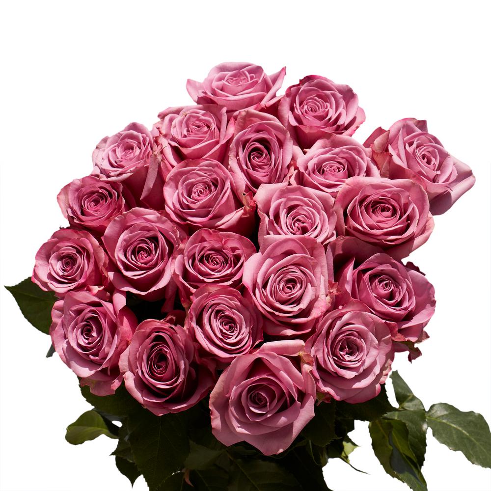 Globalrose Fresh Lavender Color Roses (100 Stems)-cool-water-medium-100 ...