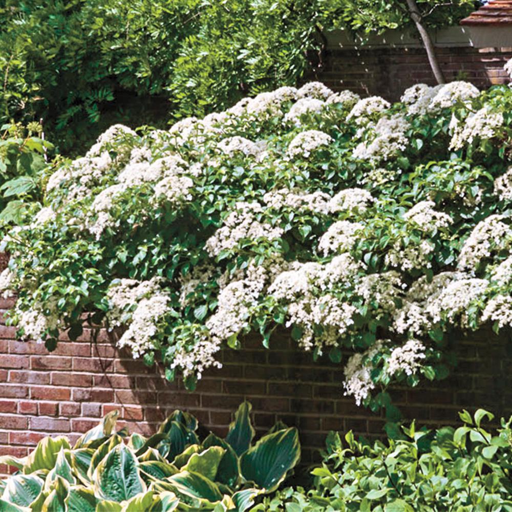 Vines Climbing Plants Garden Flowers The Home