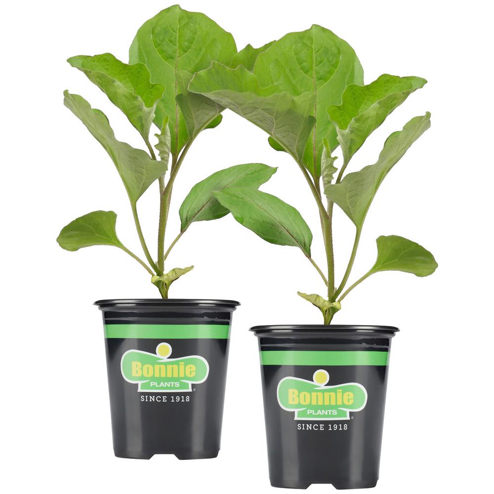 Bonnie Plants 19.3 oz. Black Beauty Eggplant (2-Pack Live Plants ...