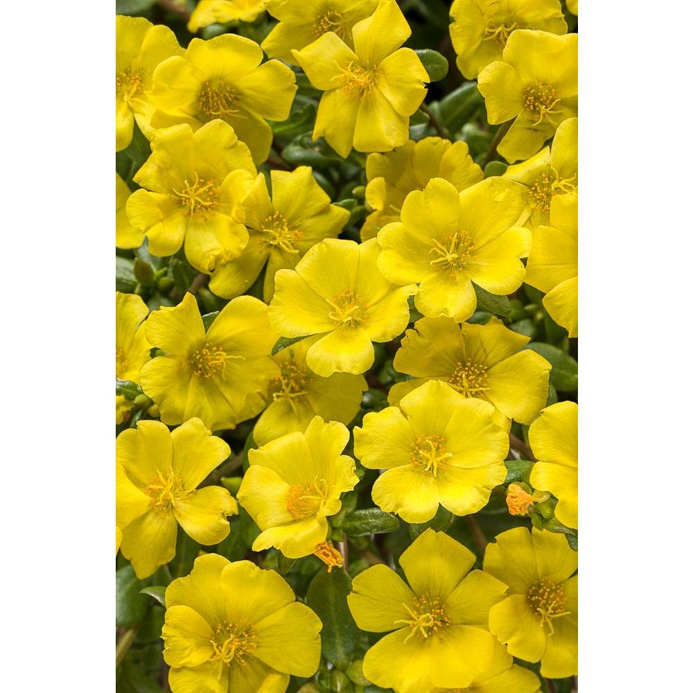 Proven Winners Mojave Yellow Moss Rose (Portulaca) Live