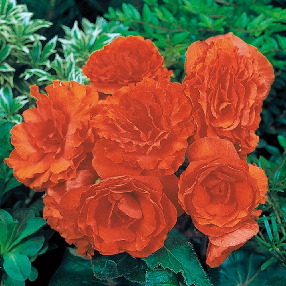 Proven Winners Nonstop Orange (Tuberous Begonia) Live Plant, Orange Flowers, 4.25 in. Grande, 4