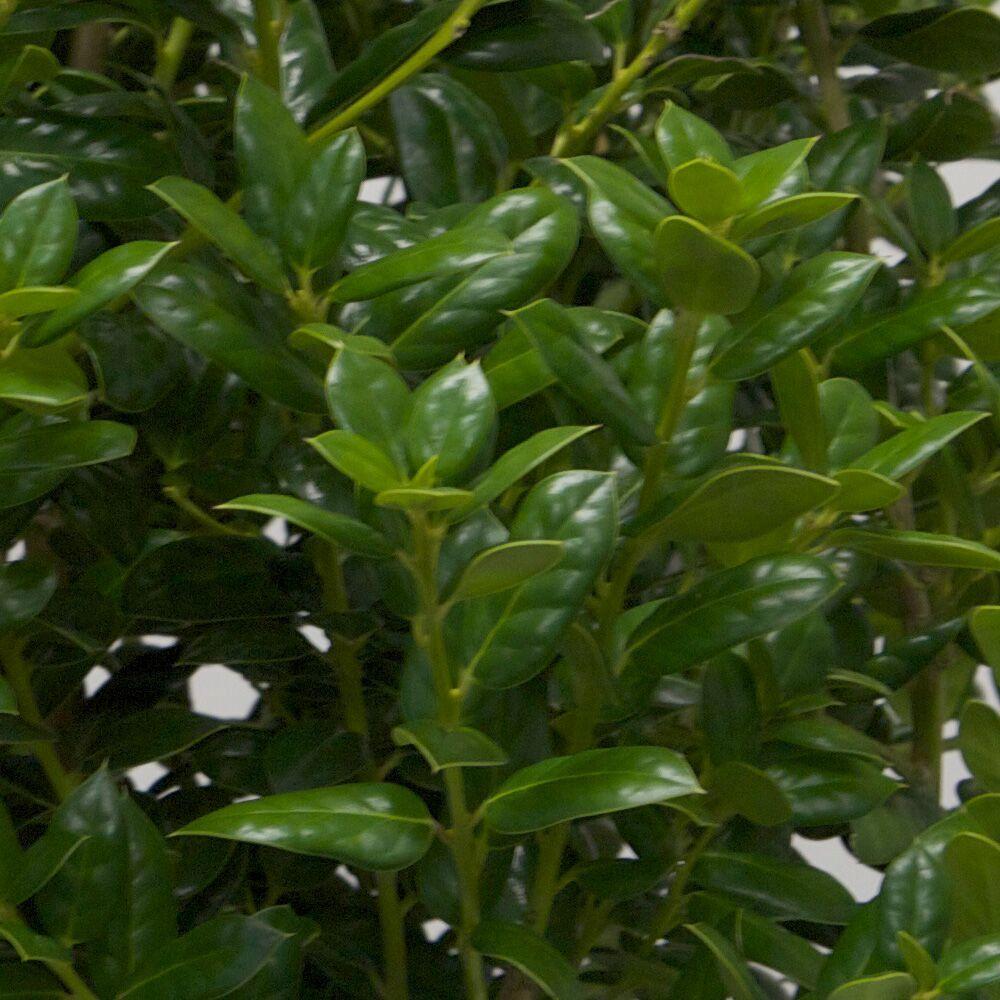 Deer Resistant Evergreen Slow Shrubs Trees Bushes The Dwarf Burford Holly Ilex Live Evergreen Shrub Glossy Foliage
