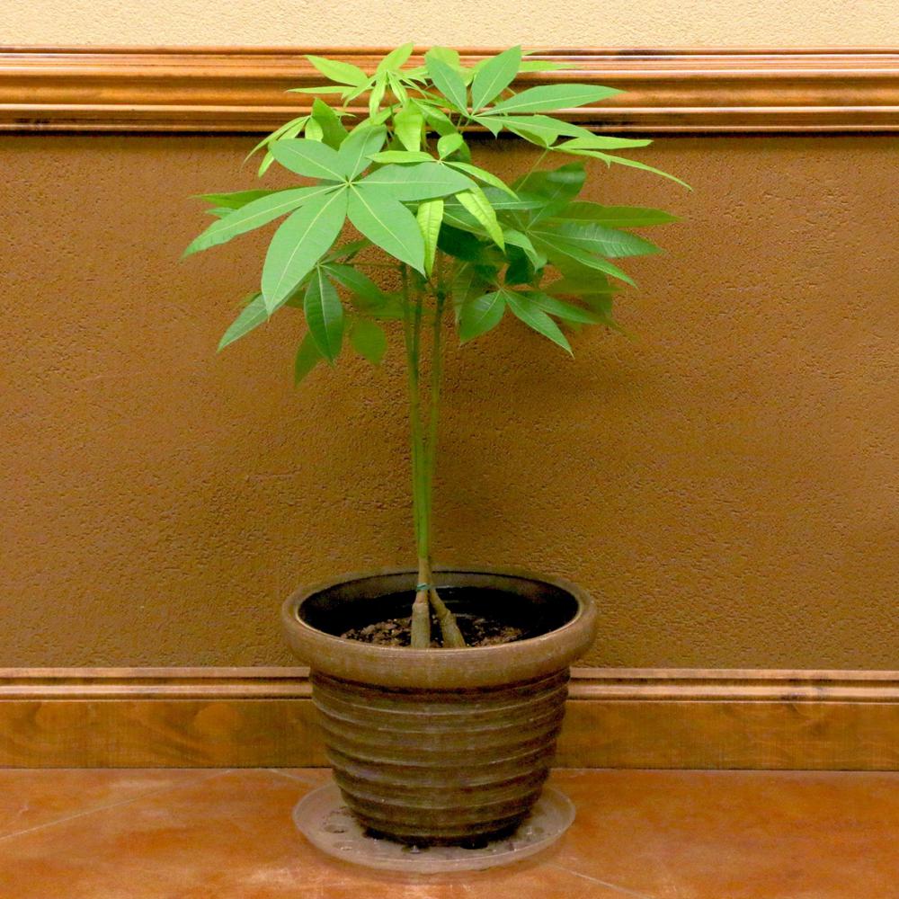 money tree indoor plant