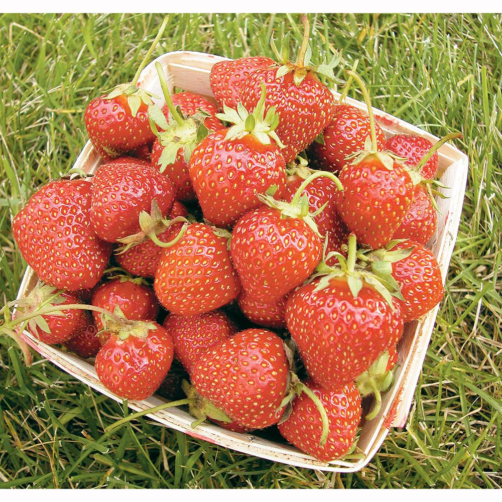 Fruit Trees & Plants Edible Garden The Home Depot