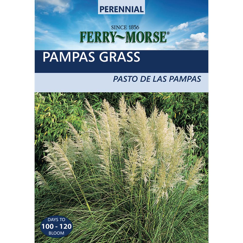 FerryMorse Ornamental Grass Pampas Plume Seed2057 The Home Depot