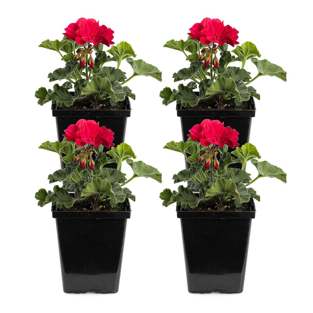 1 Qt. Red Geranium Plant (4-Pack)-GER000RR8-Q4 - The Home Depot