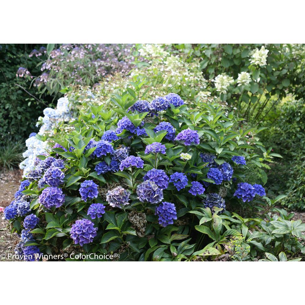 Macrophylla Pink Cityline Paris Bigleaf Hydrangea Red and Green Flowers 1 Gal Live Shrub
