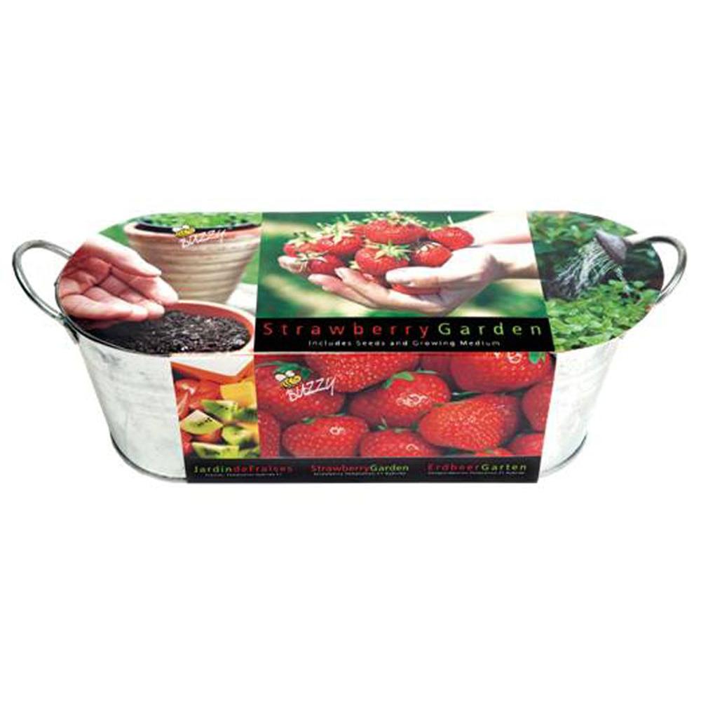 Buzzy Strawberry Windowsill Grow Kit94335 The Home Depot
