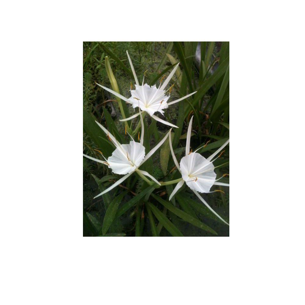 4 in. Spider Lily Potted Bog/Marginal Pond PlantBP Spider Lily The
