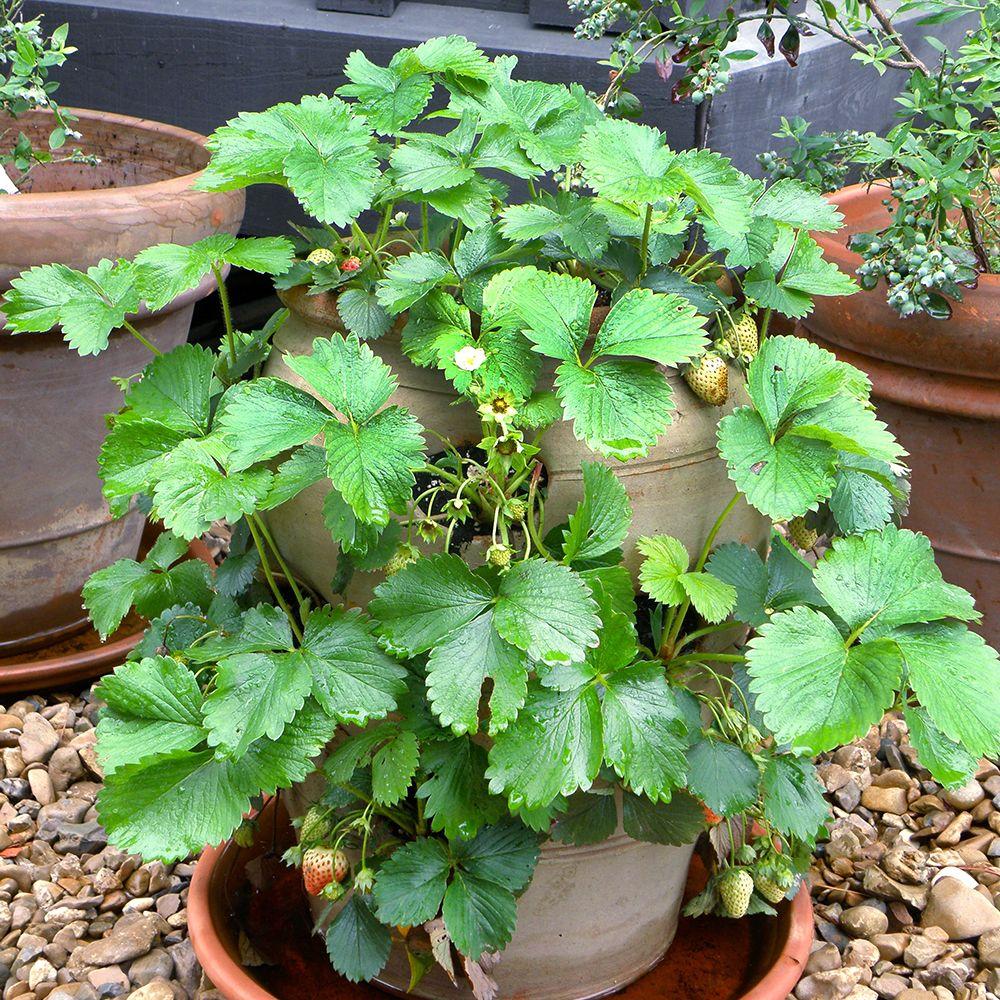 Strawberry6PKSTRAW The Home Depot