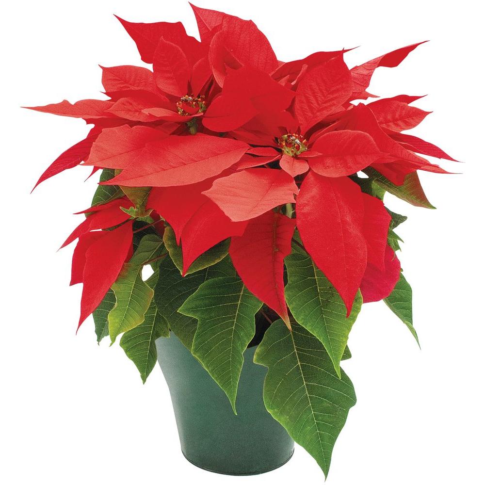 poinsettia plant