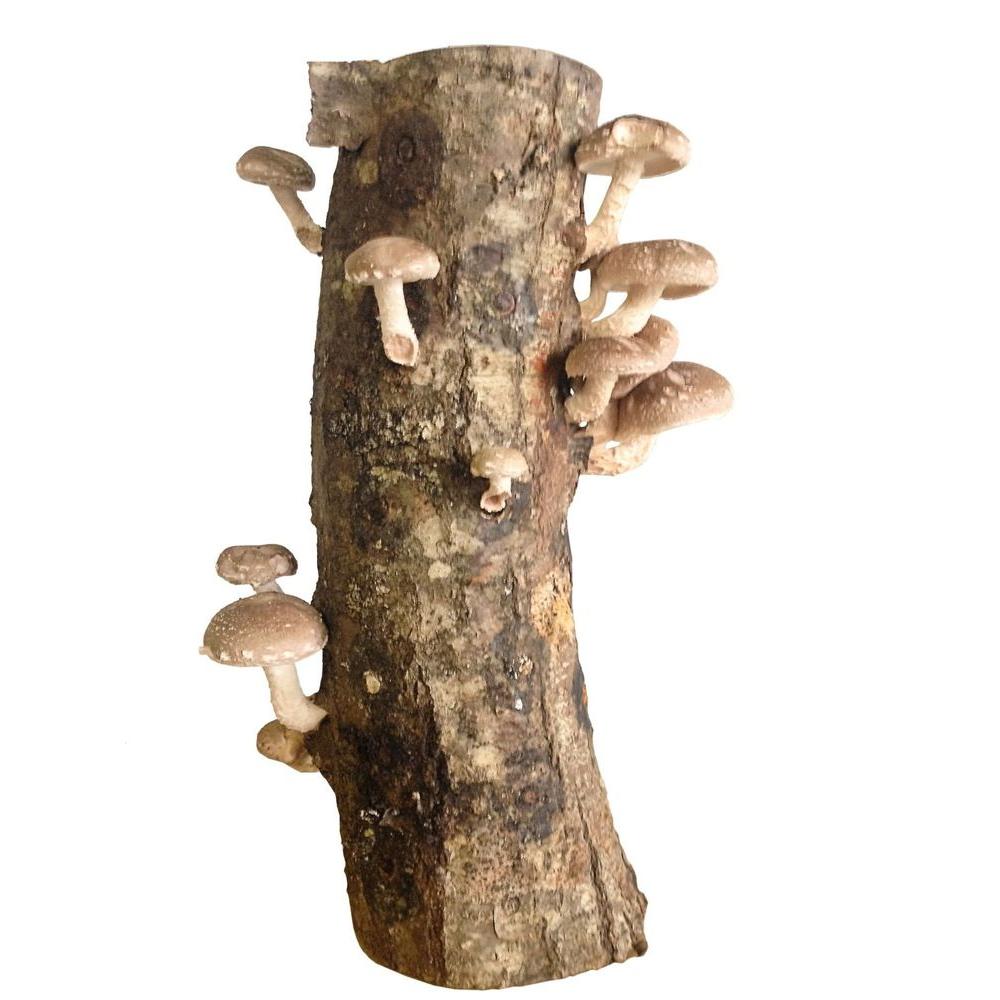 mushroom logs