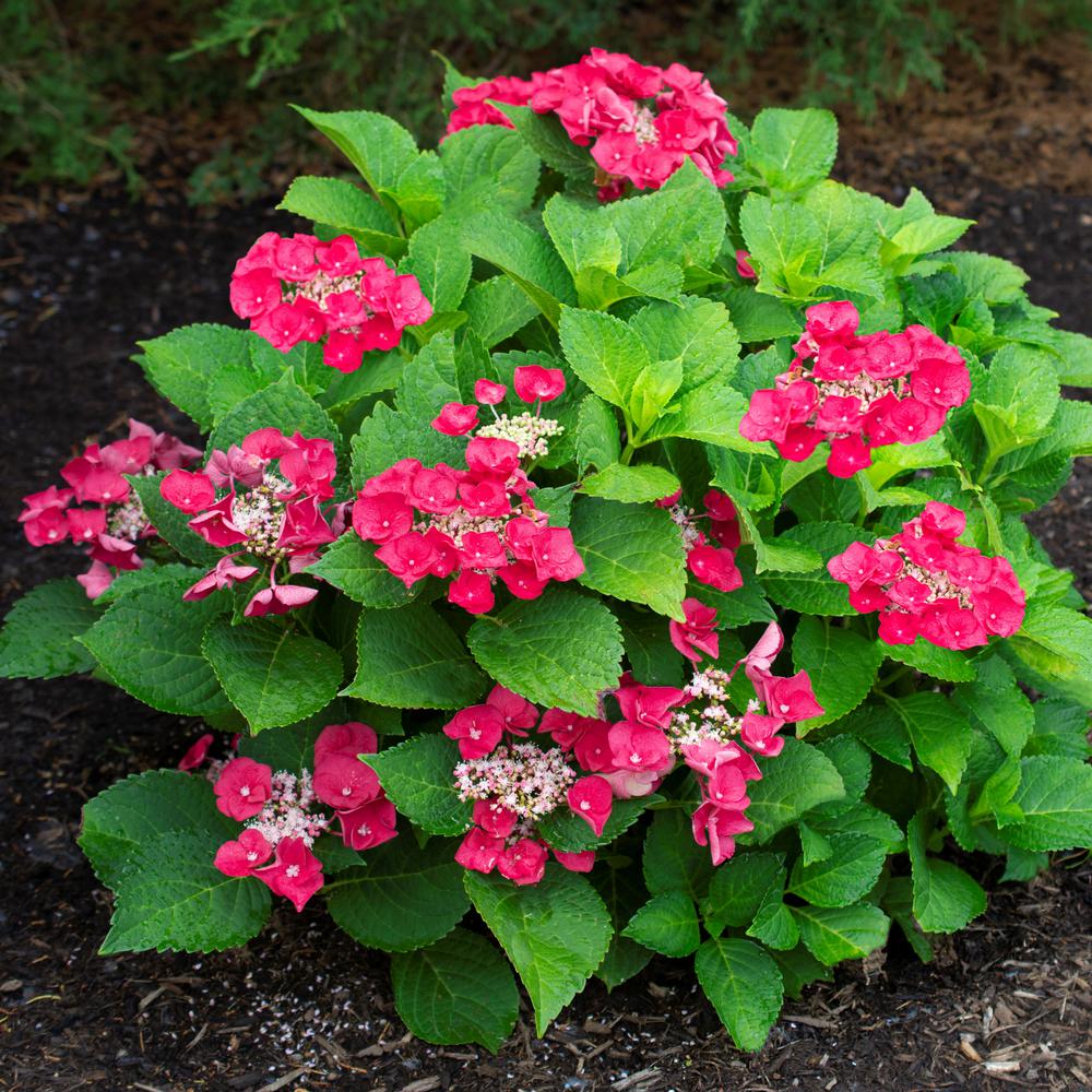 National Plant Network 4 in. Cherry Explosion Hydrangea Shrub with Red