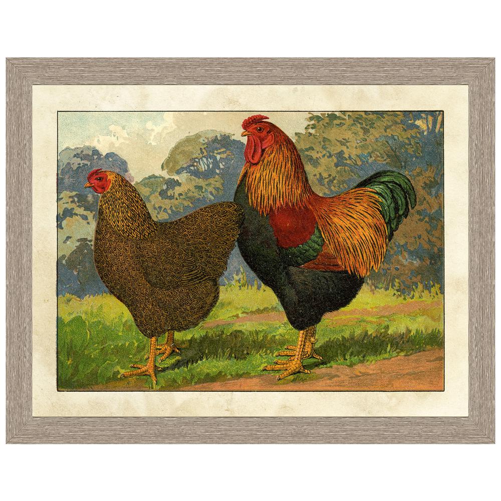 Vintage Print Gallery Rustic Chicken Framed Archival Paper Wall