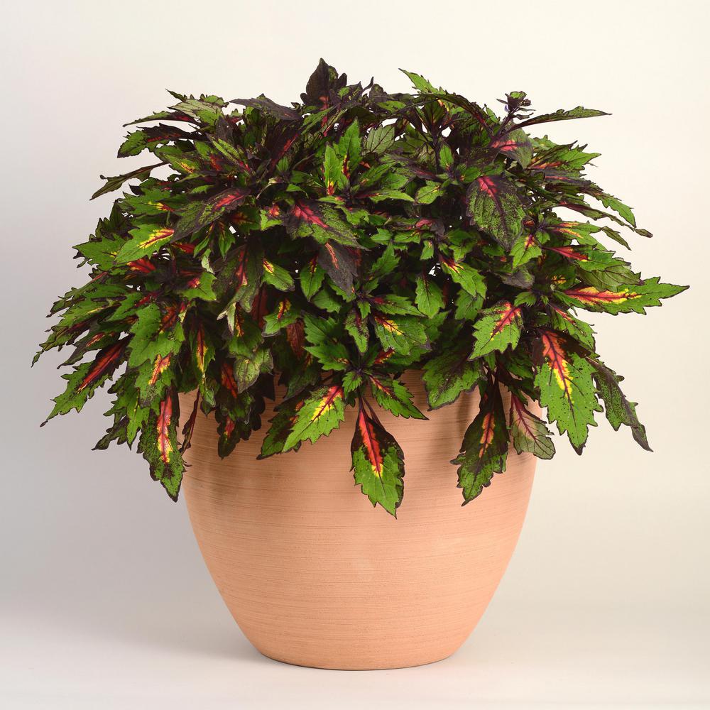 Cottage Farms Direct 0 5 Qt Coleus Plant Collection 3 Piece