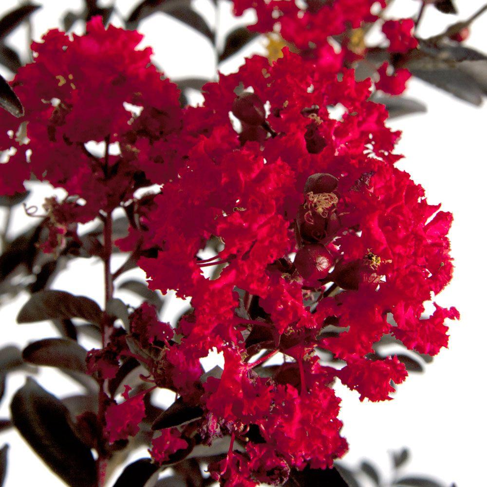 Southern Living Plant Collection 2 Gal. Delta Flame Crapemyrtle, Live