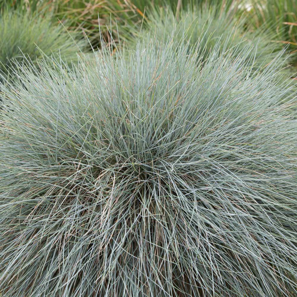 Southern Living Plant Collection 2.5 Qt. Beyond Blue Festuca, Live ...