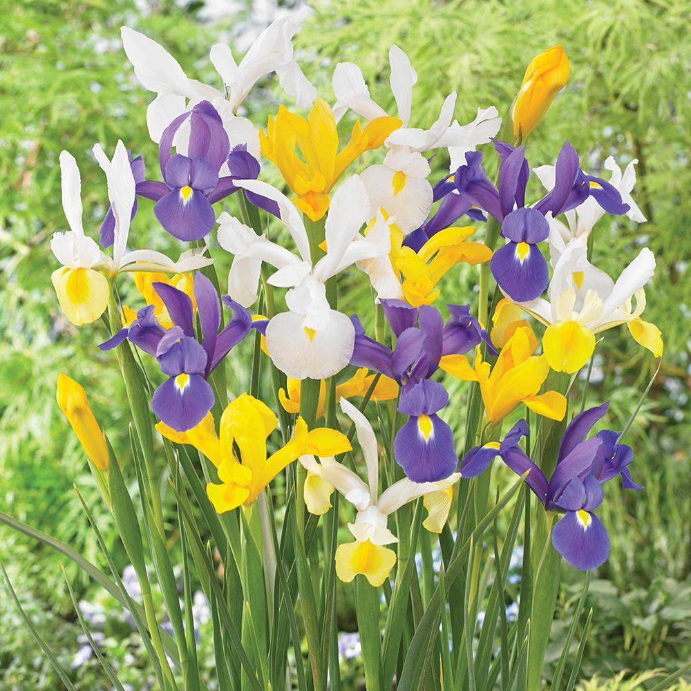 20 Iris Flower Bulbs Garden Plants Flowers The Home Depot Dutch Iris Mixed Set Of 25
