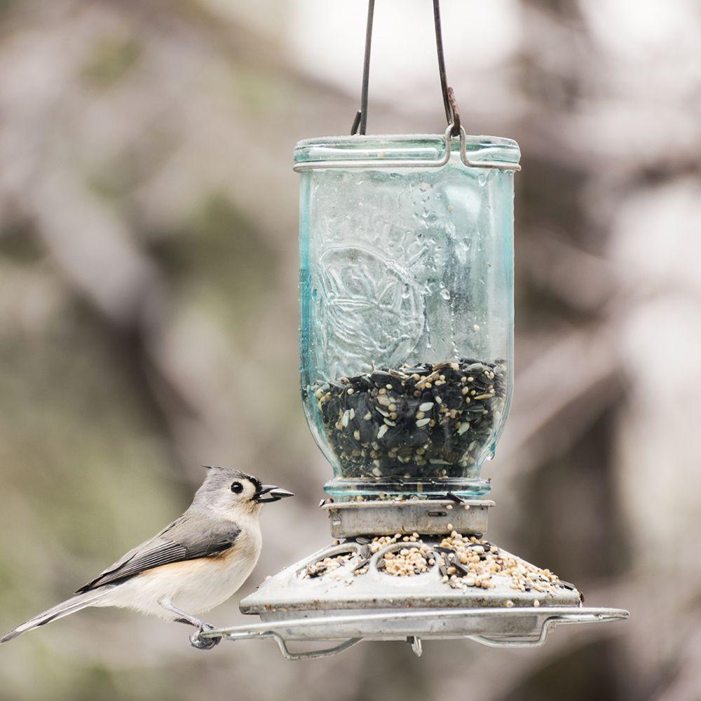 Perky Pet Blue Mason Jar Decorative Glass Hanging Bird Feeder 1